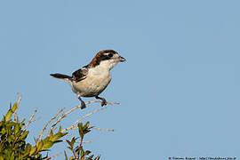 Woodchat Shrike