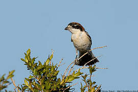 Woodchat Shrike