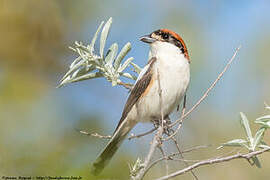 Woodchat Shrike