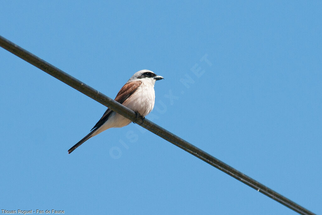 Red-backed Shrikeadult