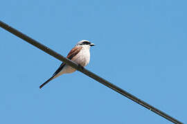 Red-backed Shrike