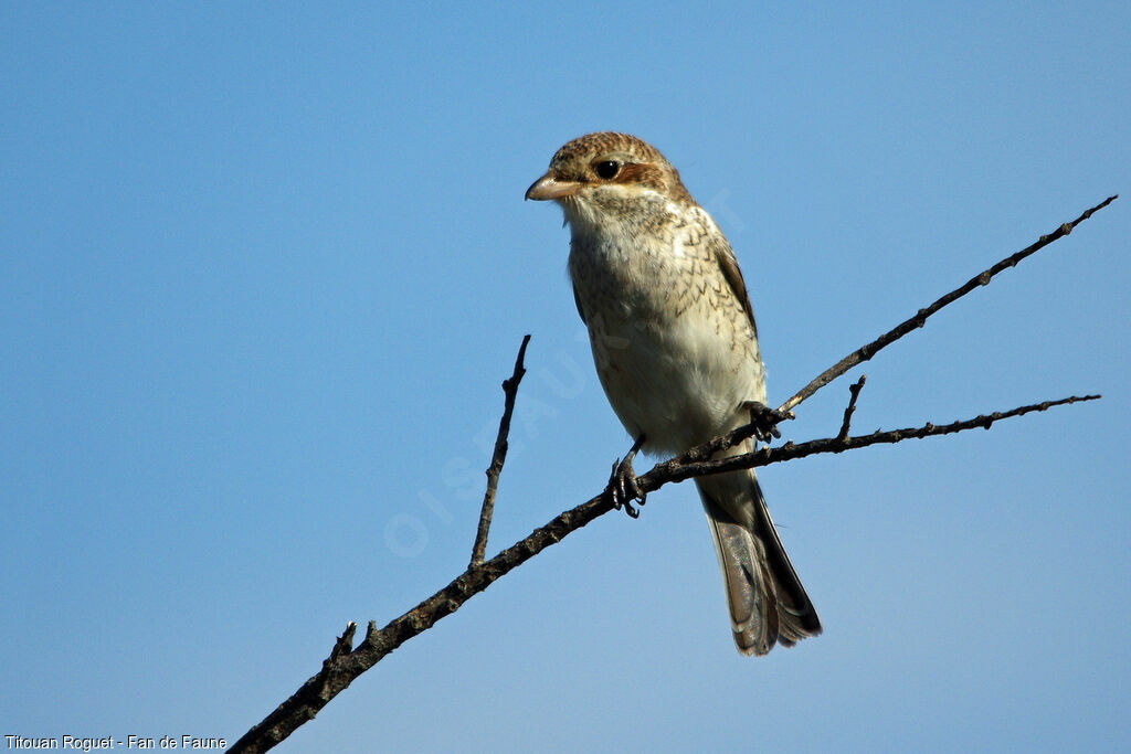 Pie-grièche écorcheur, identification