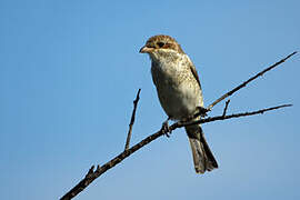 Red-backed Shrike