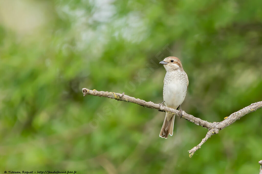 Red-backed Shrike female adult, identification