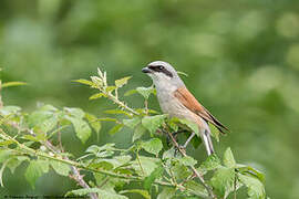 Red-backed Shrike