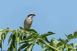 Red-backed Shrike