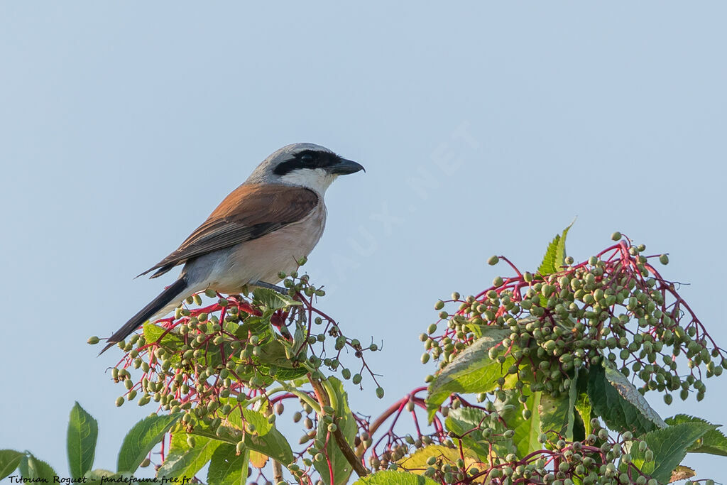 Red-backed Shrike male adult breeding, identification, aspect, pigmentation