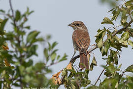 Red-backed Shrike