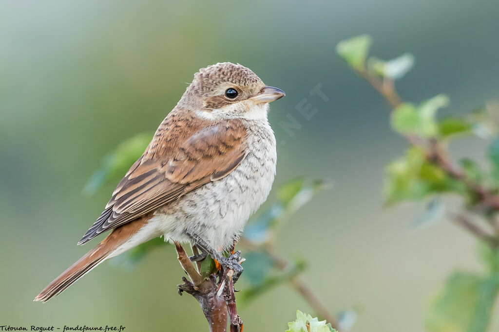 Red-backed Shrike