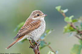 Red-backed Shrike