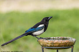 Eurasian Magpie