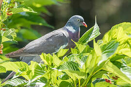 Common Wood Pigeon