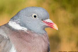 Common Wood Pigeon