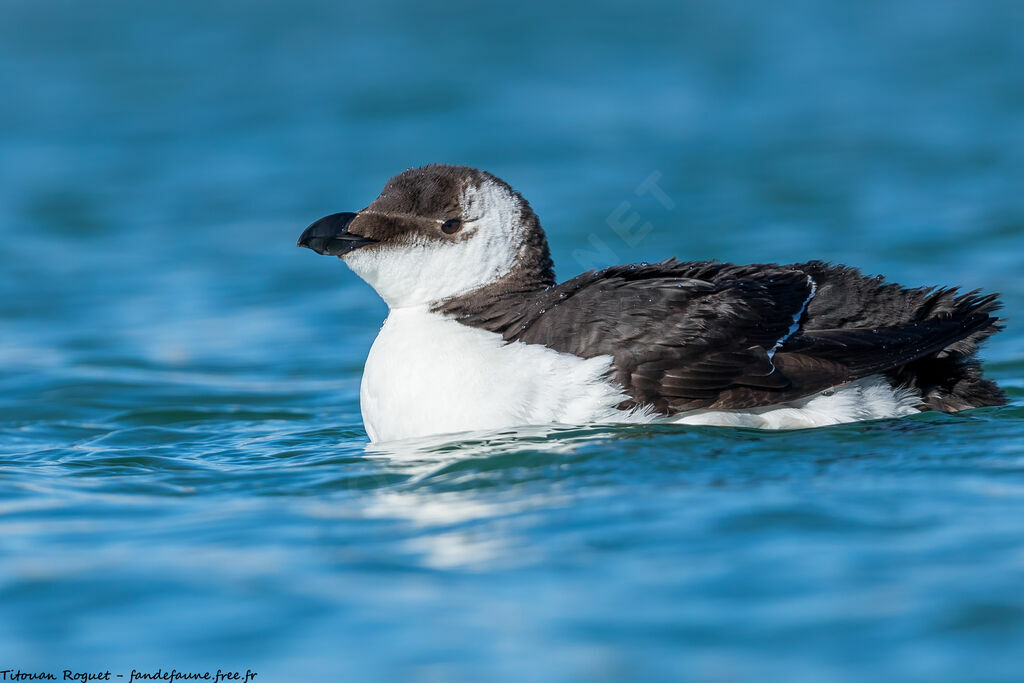 Pingouin torda