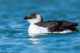 Razorbill