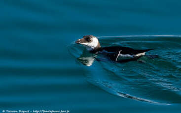 Pingouin torda