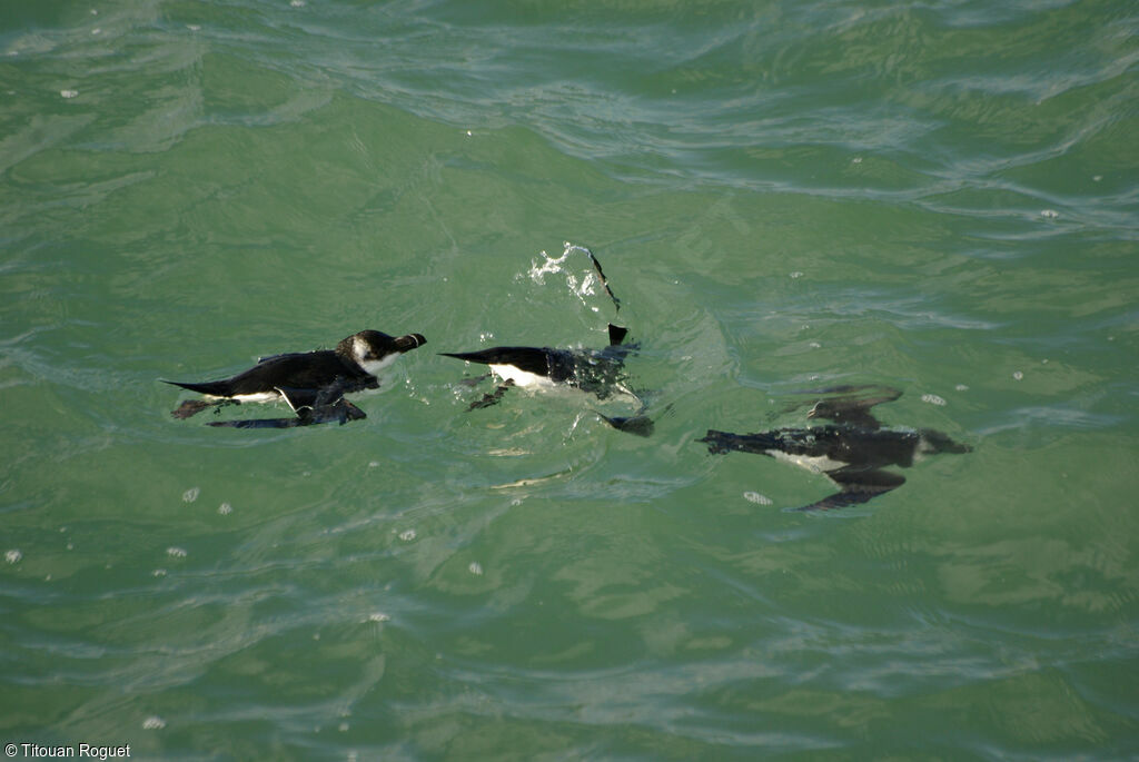 Razorbill, swimming