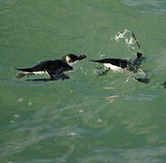 Razorbill