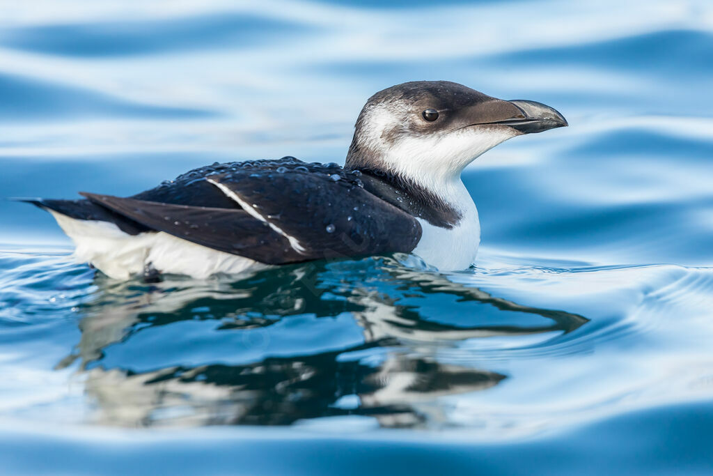 Pingouin torda