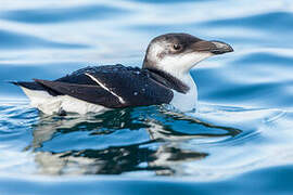 Razorbill