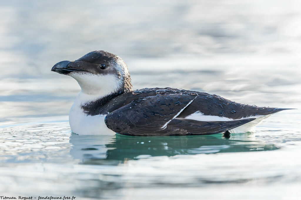 Pingouin torda