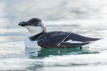 Pingouin torda