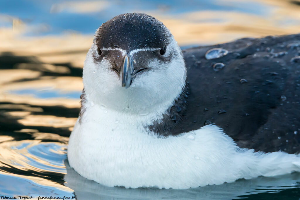 Razorbill