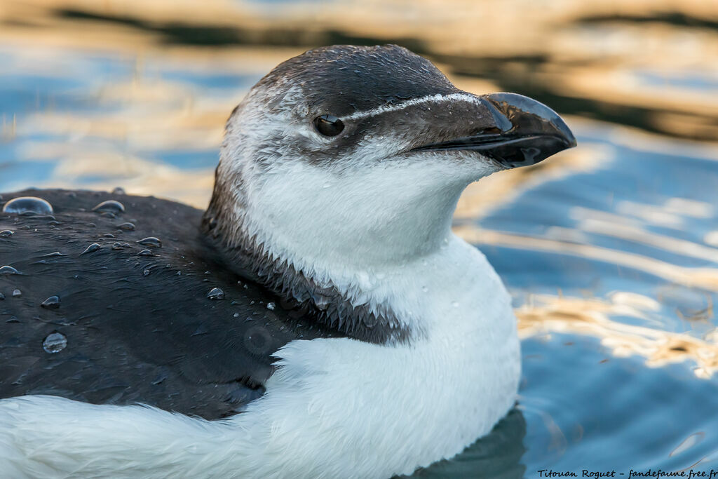 Razorbill