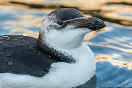 Razorbill