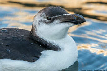 Pingouin torda