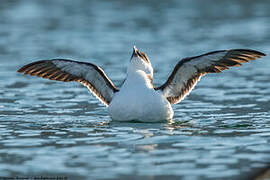 Razorbill