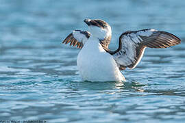 Razorbill