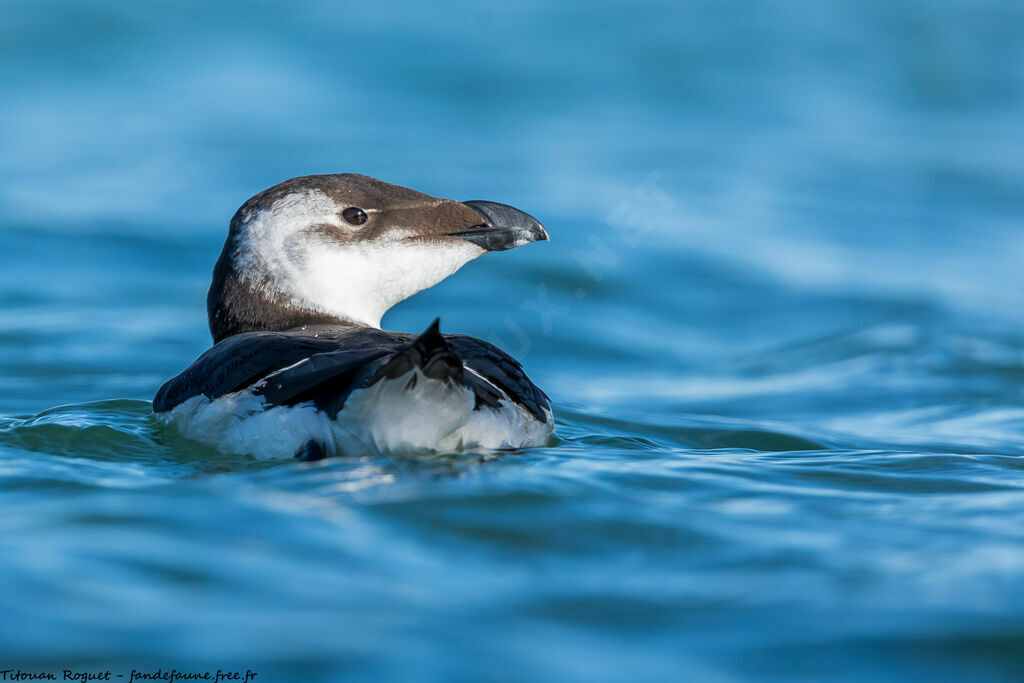 Pingouin torda