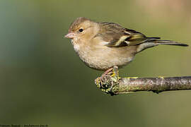 Eurasian Chaffinch