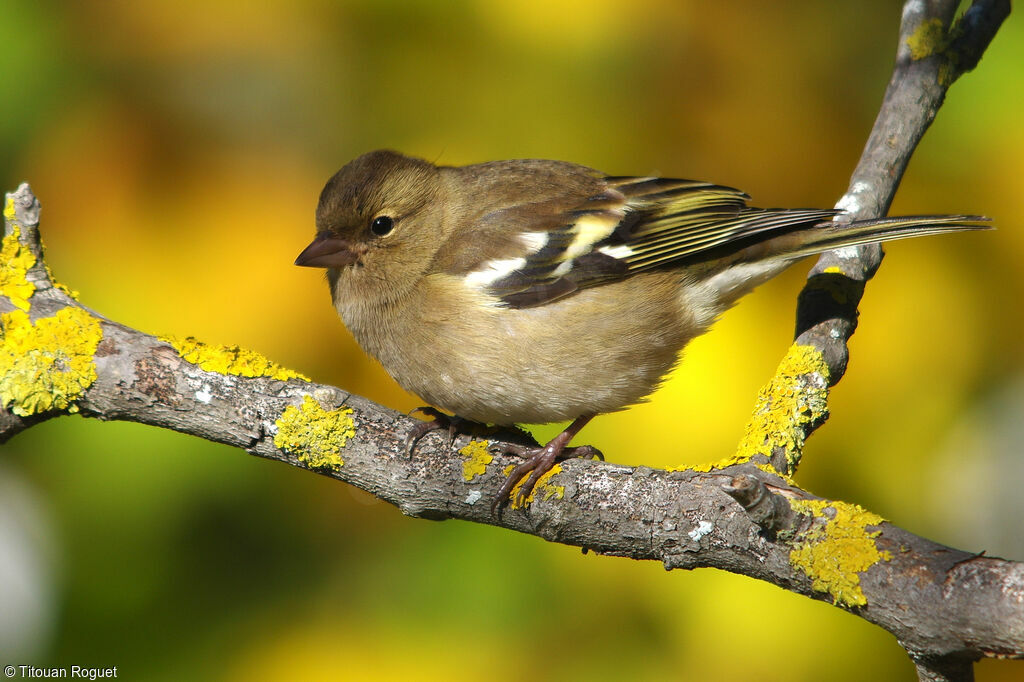 Pinson des arbres femelle, identification