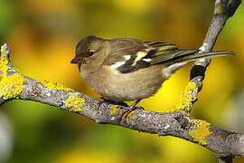 Eurasian Chaffinch