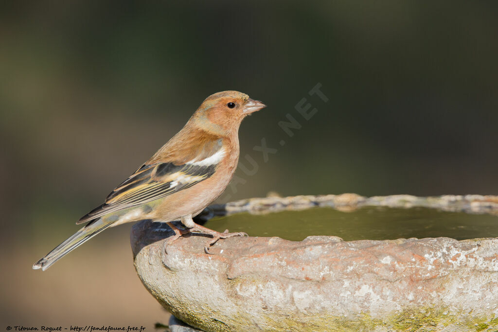 Eurasian Chaffinch, identification, drinks