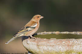 Common Chaffinch