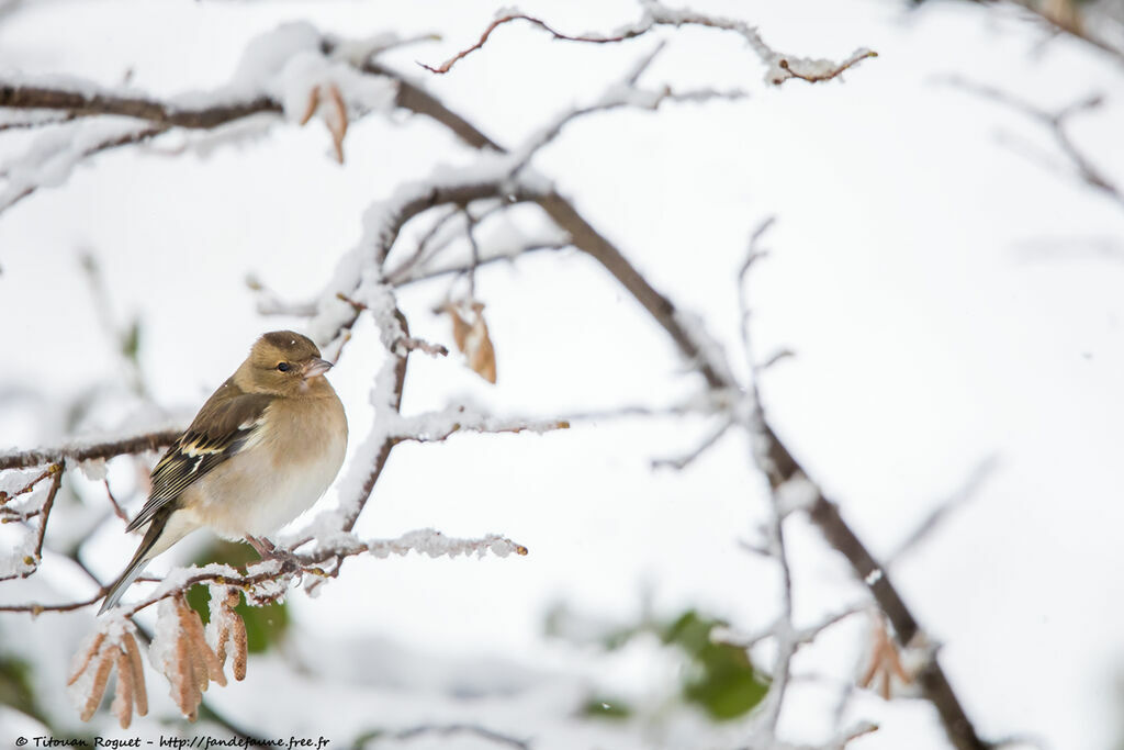 Pinson des arbres, identification