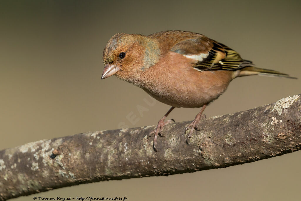 Common Chaffinch