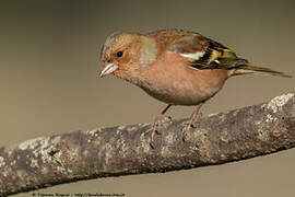 Eurasian Chaffinch