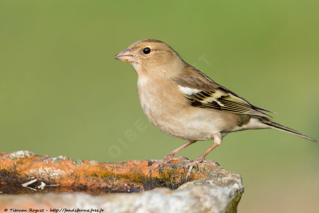 Common Chaffinch