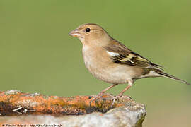 Common Chaffinch