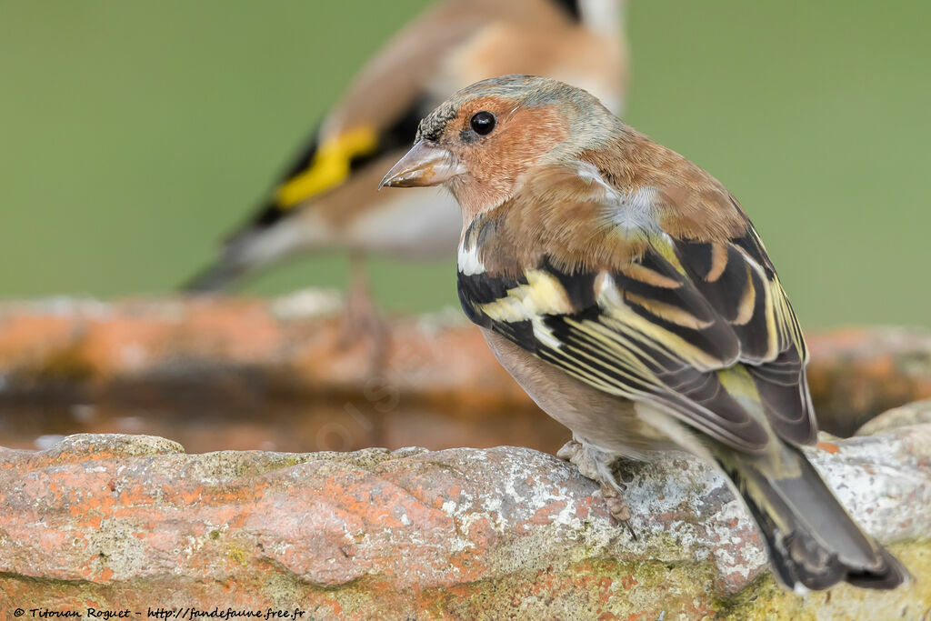 Eurasian Chaffinch