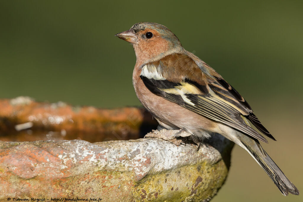 Eurasian Chaffinch