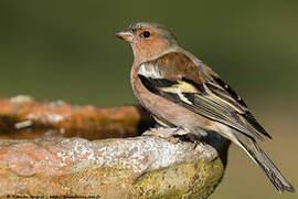 Common Chaffinch