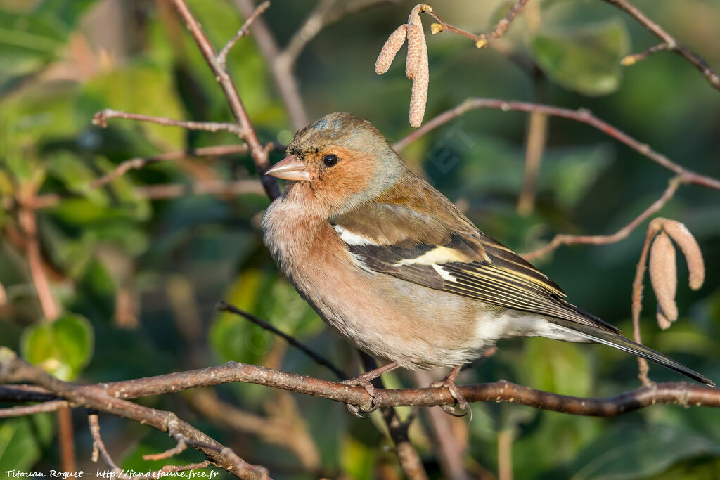 Common Chaffinch