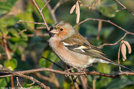 Eurasian Chaffinch