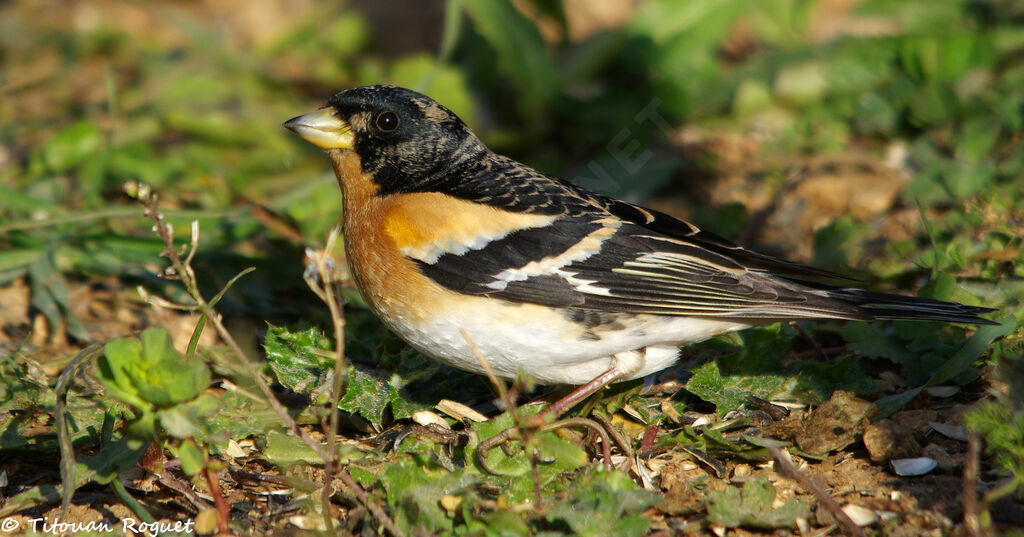 Brambling male adult, identification