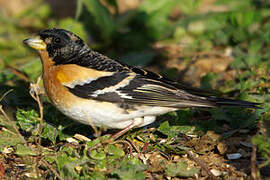 Brambling